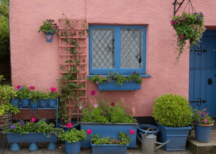 Display of Flowers in Front of a Pink Cottage in the Ancient Market Town of Chulmleigh in Rural Devon, England, UK