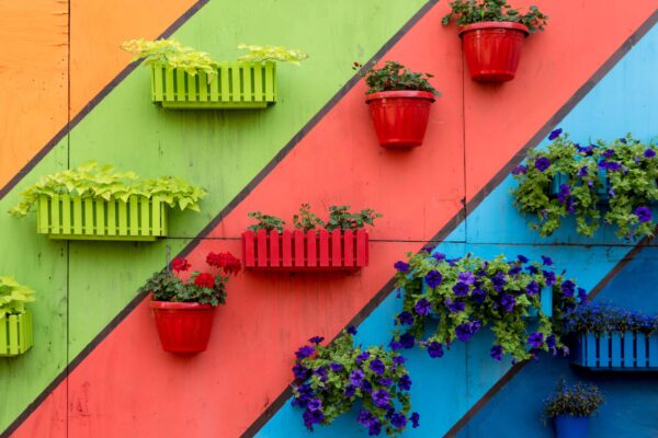 Plants,And,Flowers,In,Wooden,And,Plastic,Pots,On,Colorful