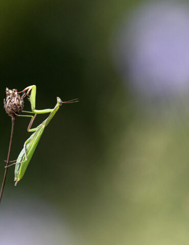 Macrophotography – creative portraits of small things