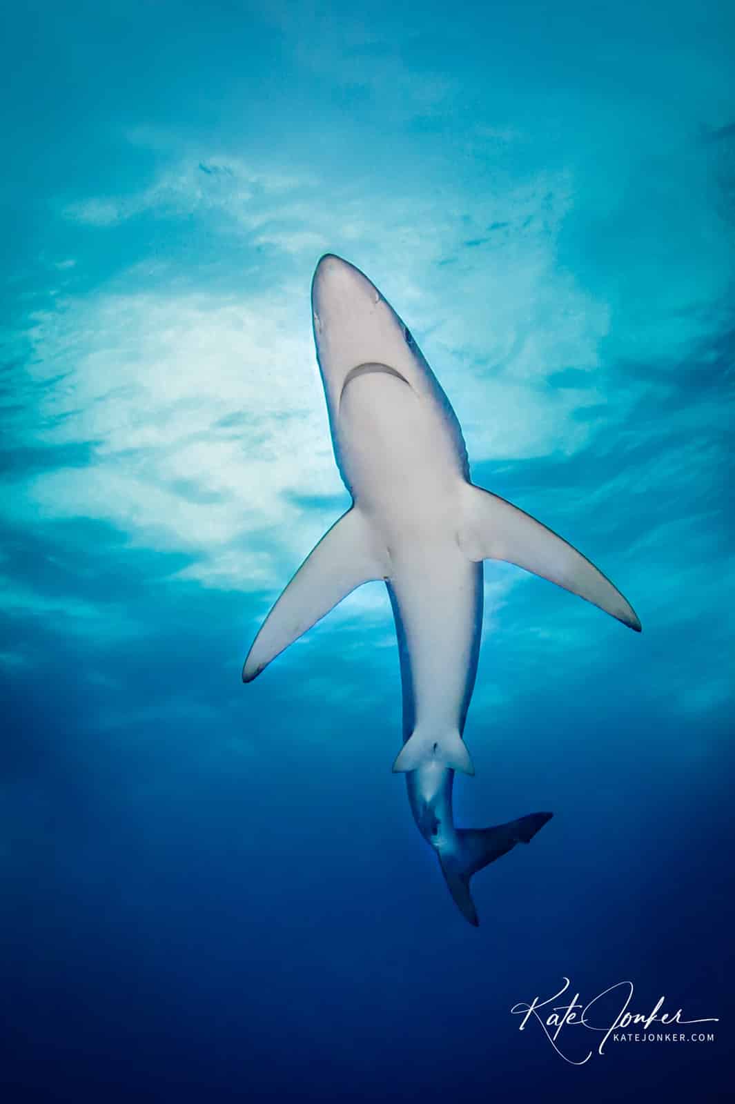 0422-Blue_Shark,_off_Cape_Point,_South_Africa