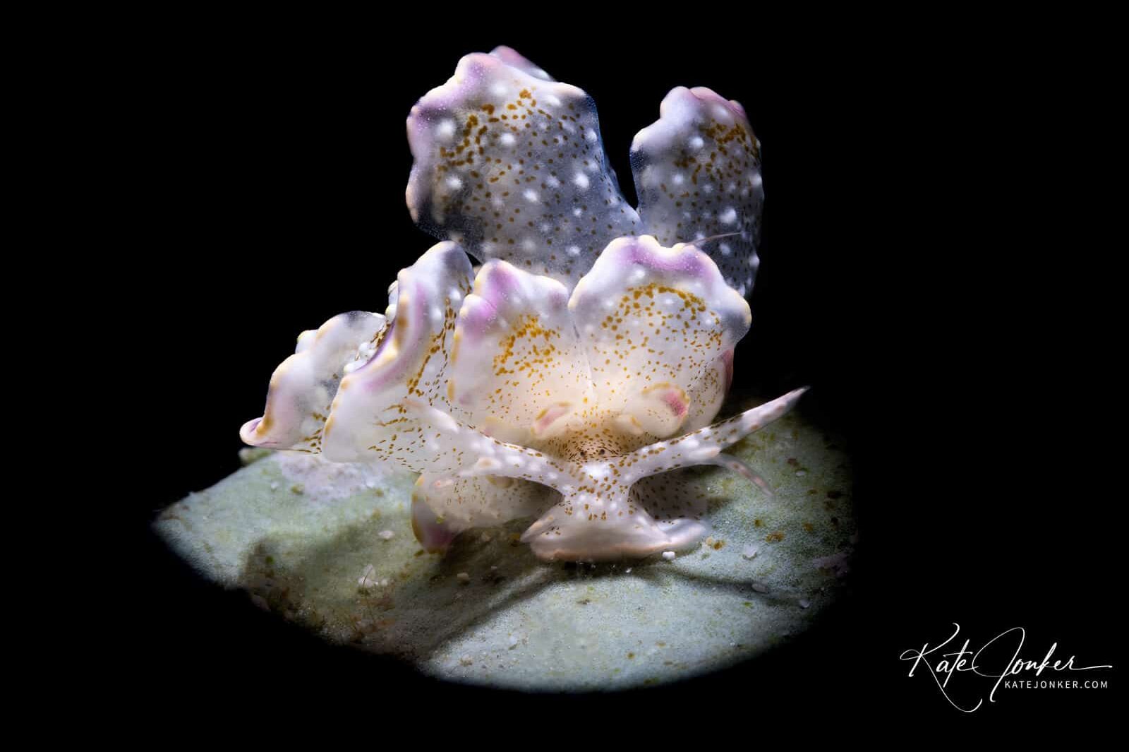 0422-Butterfly_nudibranch,_Romblon,_Philippines