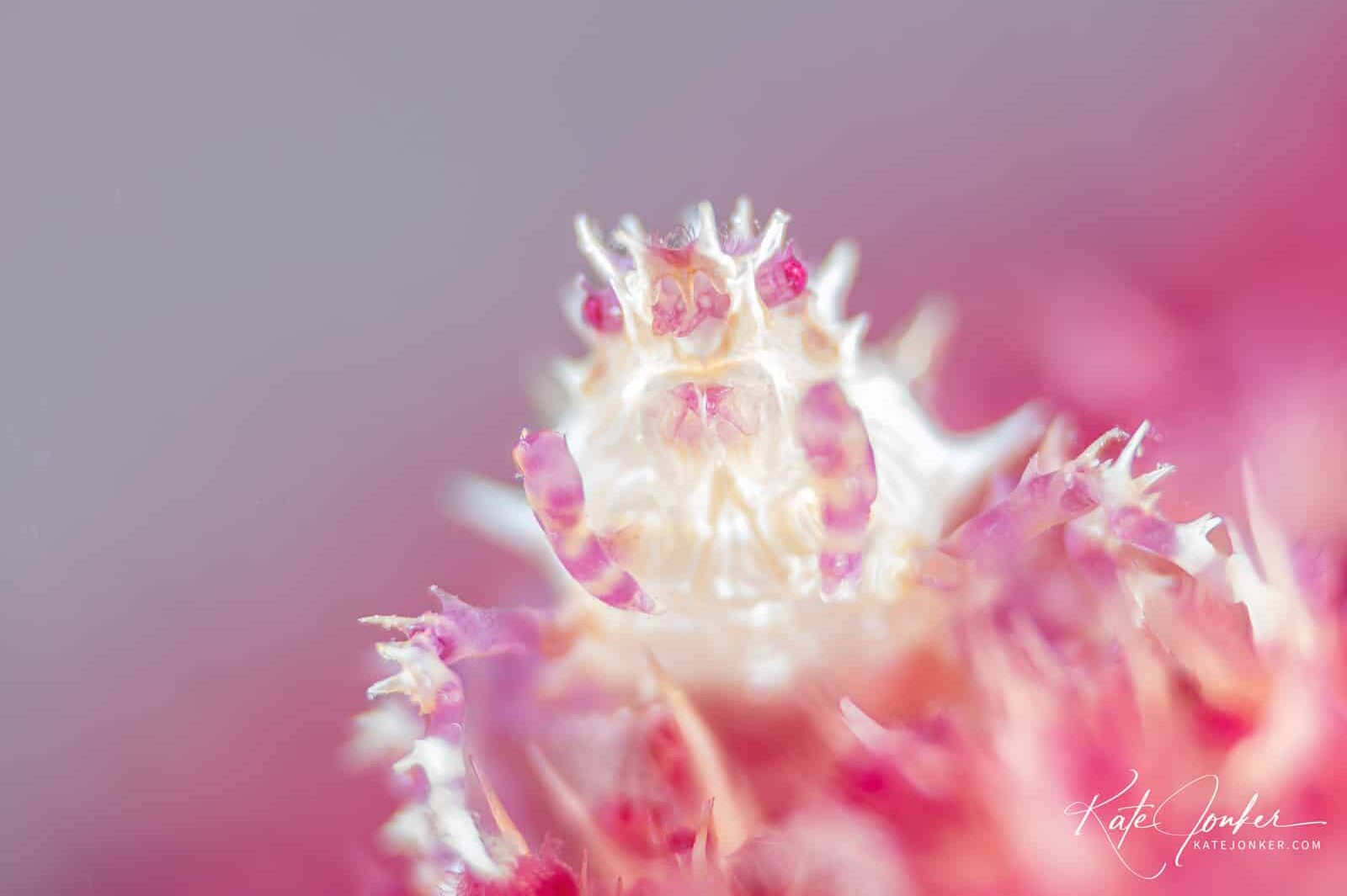 0422-Candy_Crab,_Romblon,_Philippines