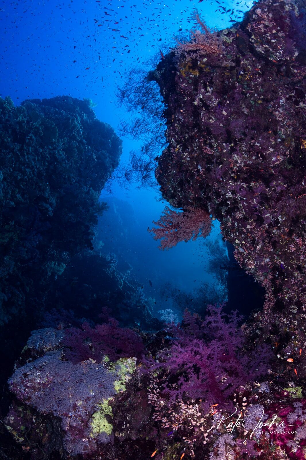 0422-Caves_and_crevaces_form_magic_gardens_in_the_Deep_South_of_Egypt's_Red_Sea
