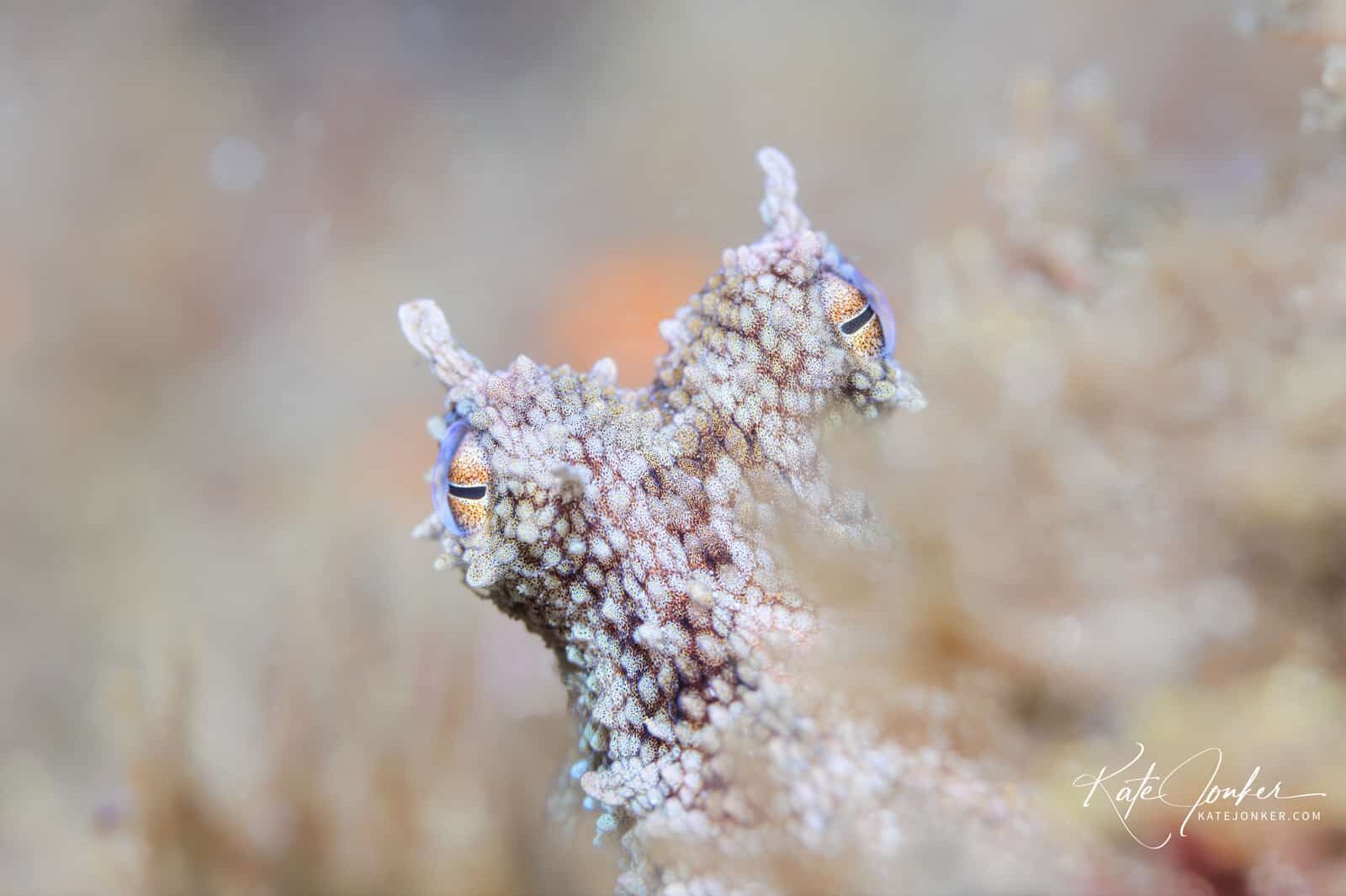 0422-Curious_octopus_at_Stone_Dog_dive_site_in_Gordon's_Bay,_South_Africa