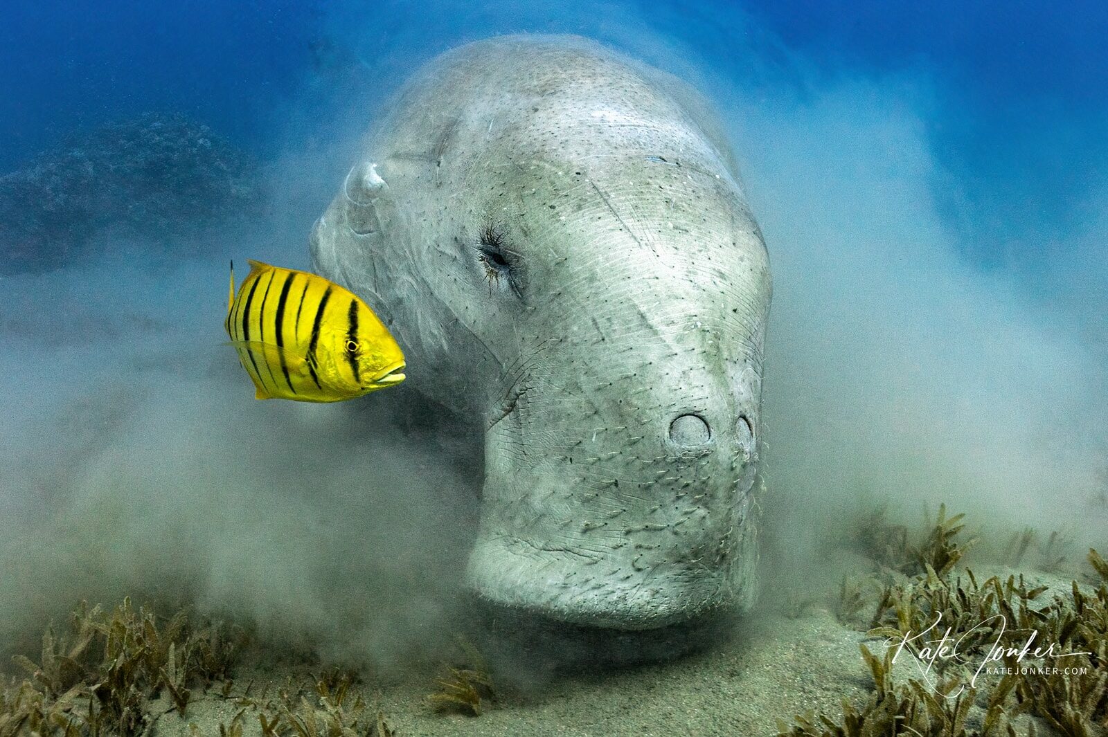0422-Dugong_with_juvenile_kingfish_share_a_snack_in_Marsa_Alam,_Red_Sea,_Egypt