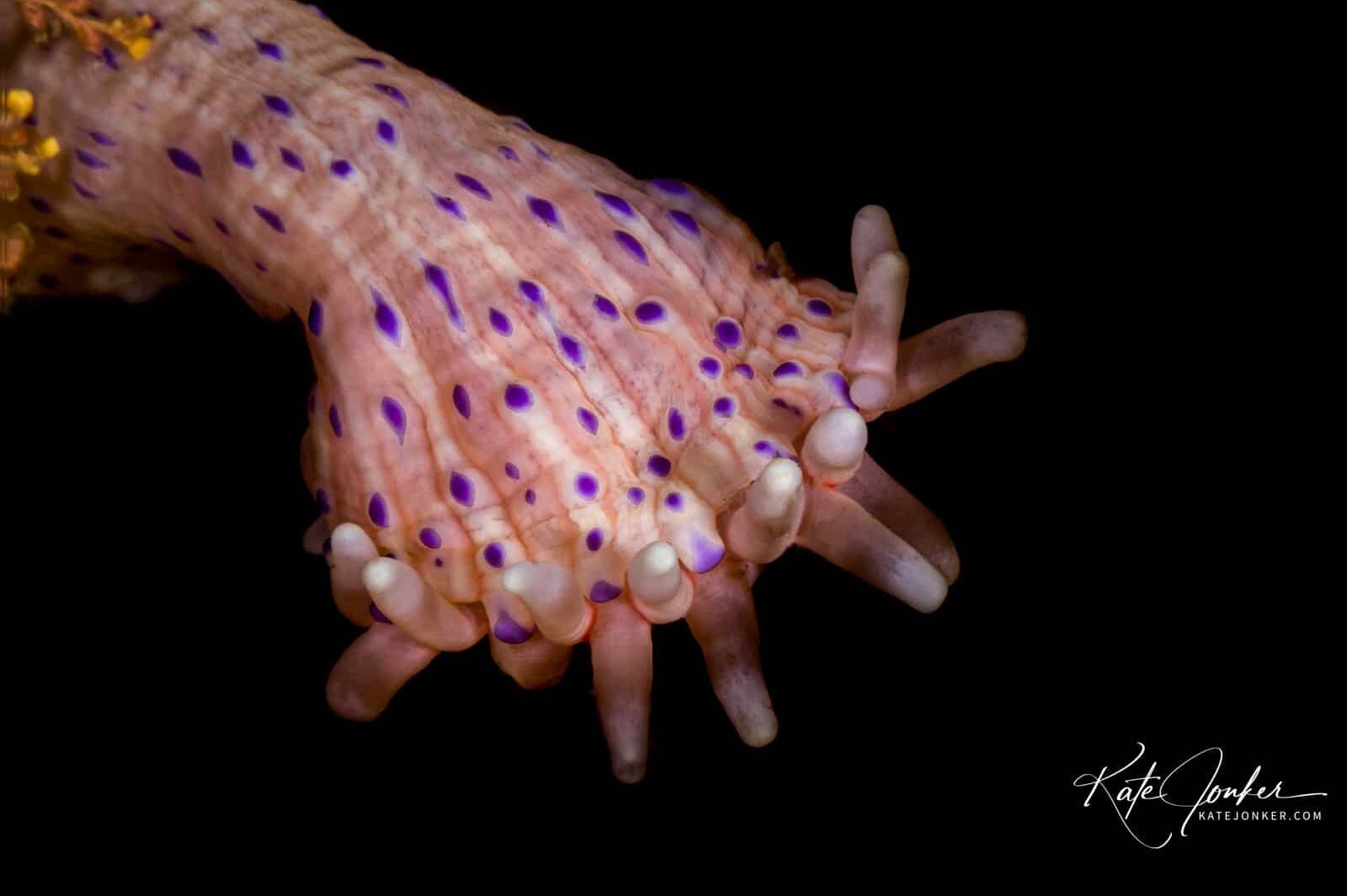 Dwarf anemone at Steenbras Deep dive site in Gordon's Bay, Cape Town, South Africa.