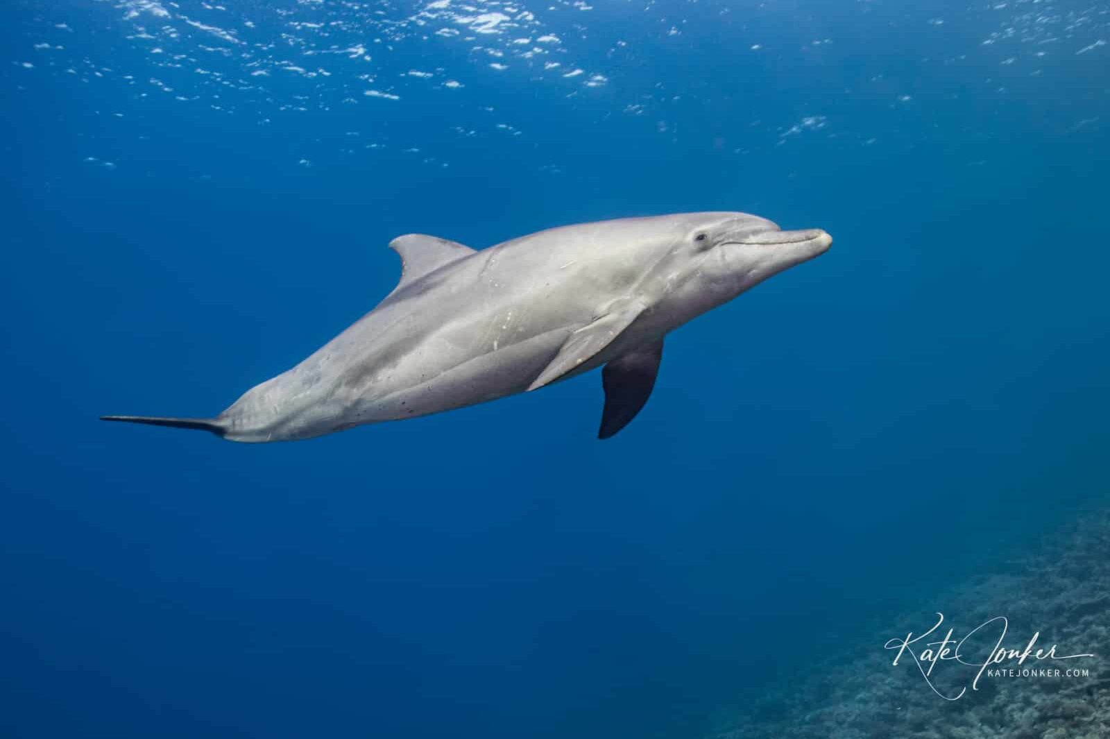 0422-Inquisitive_and_playful_dolphin_at_Small_Gubal_Island_in_Egypt's_Red_Sea