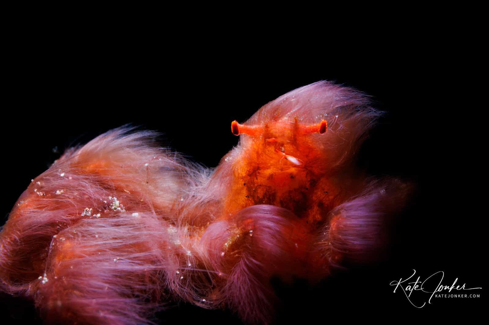 0422-Orangugan_Crab_in_Tulamben,_Bali