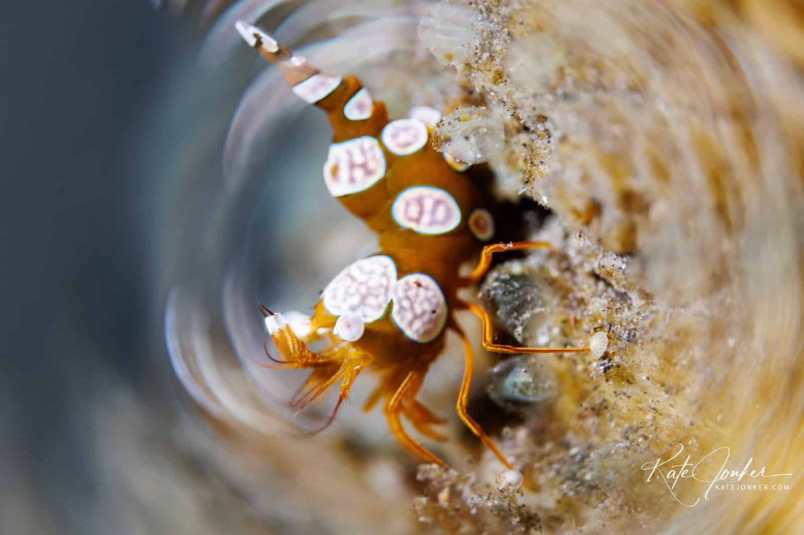 0422-Sexy_Shrimp_in_Tulamben,_Bali
