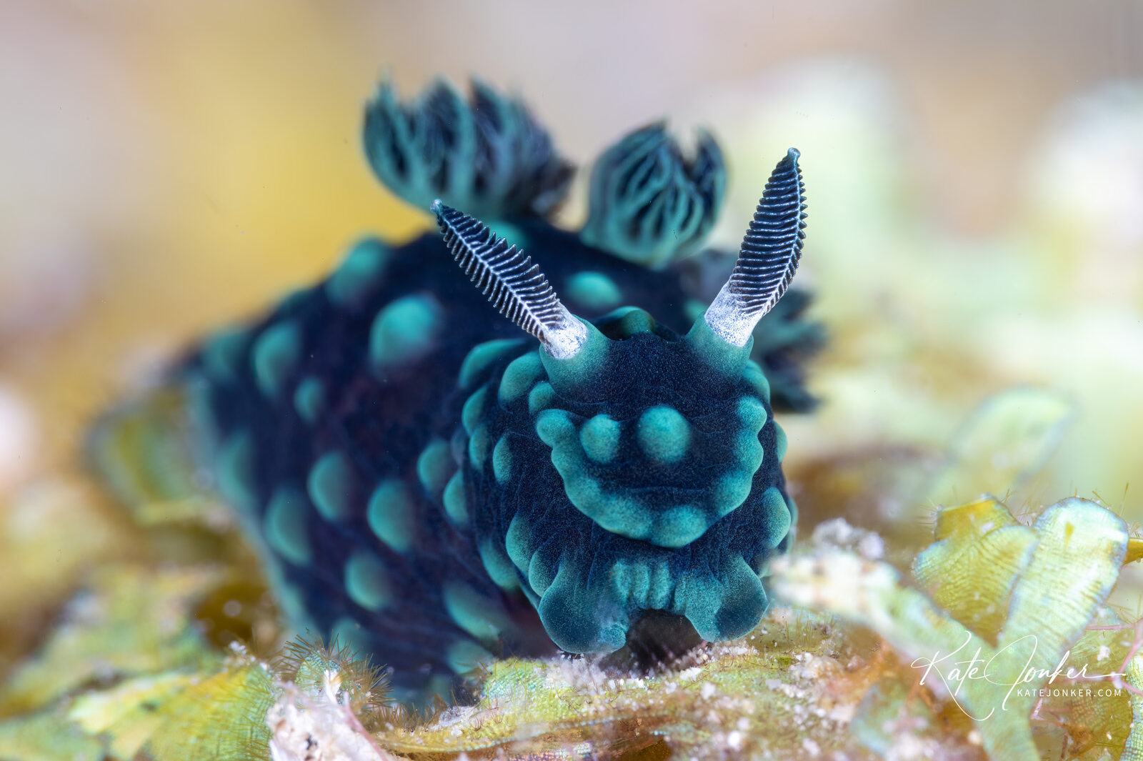 0422-Tambja_nudibranch_in_Romblon,_Philippines