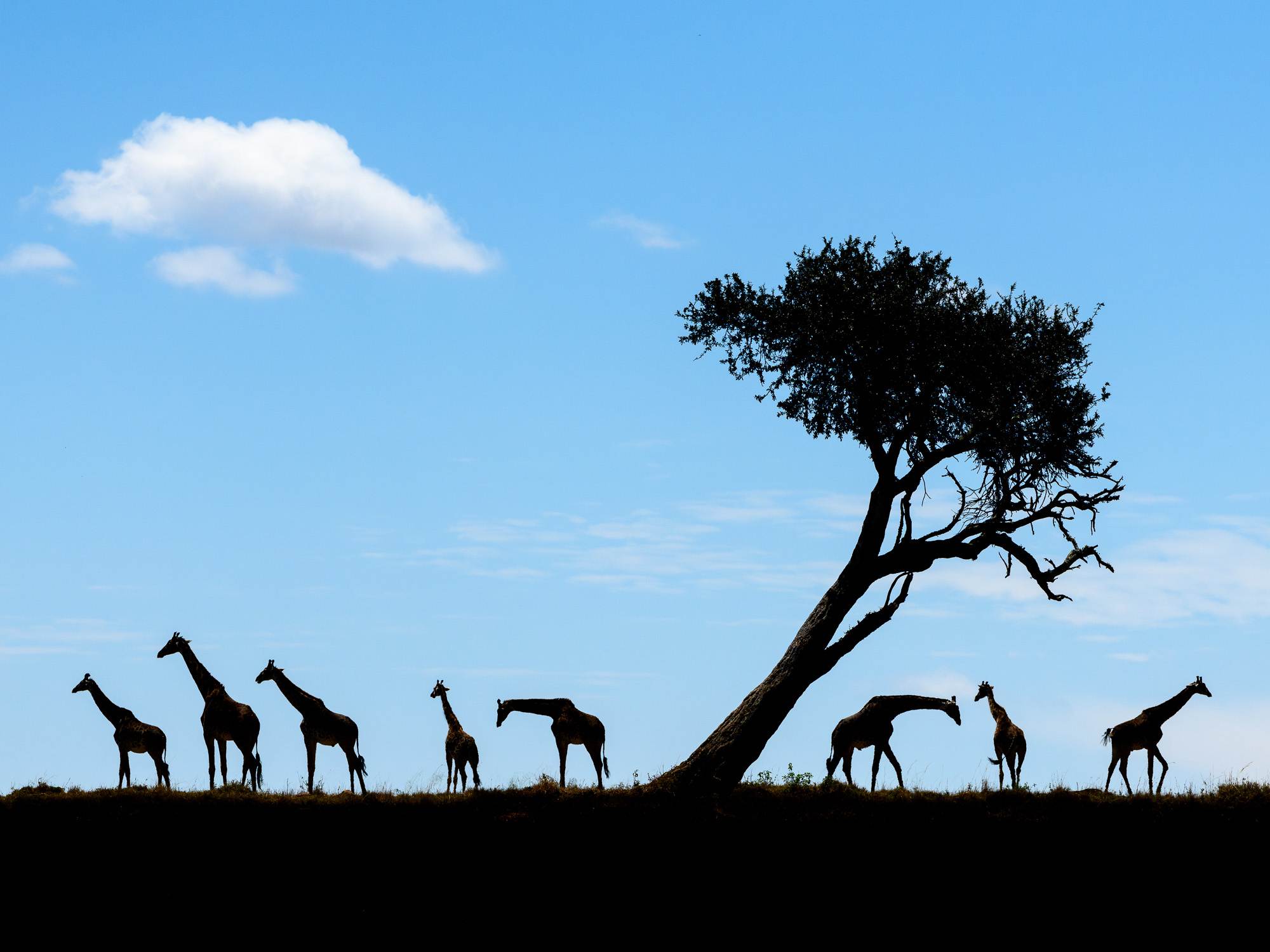 girafe