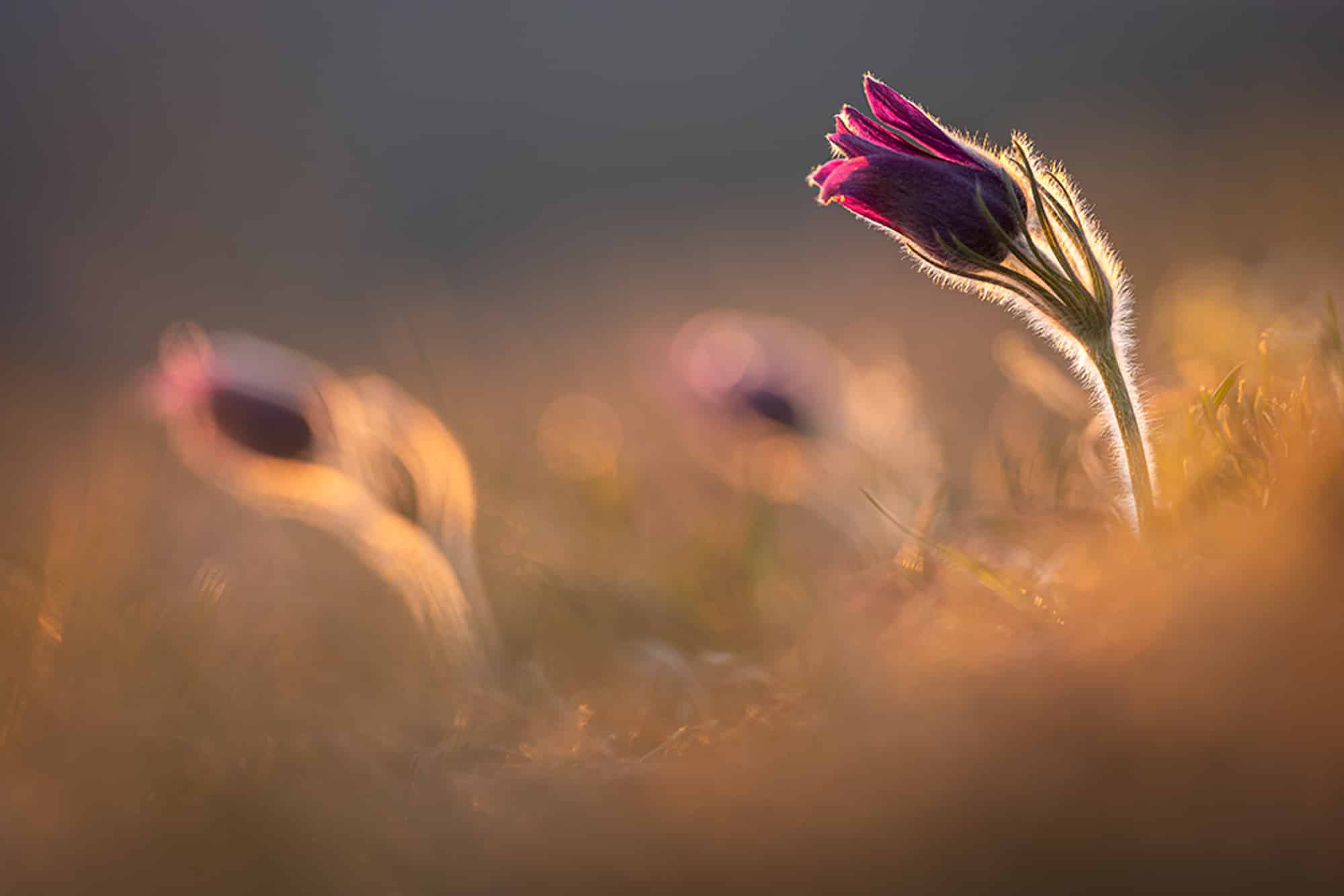 Macro photograph of a Pulsatilla wildflower in backlight, revealing fine hairs, delicate textures and glowing petals in natural light.