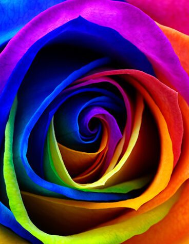 colorful rose