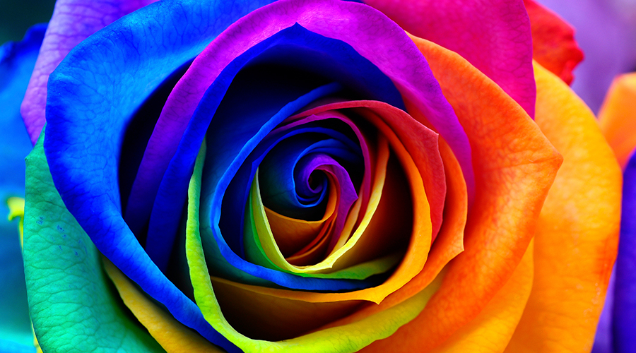 colorful rose