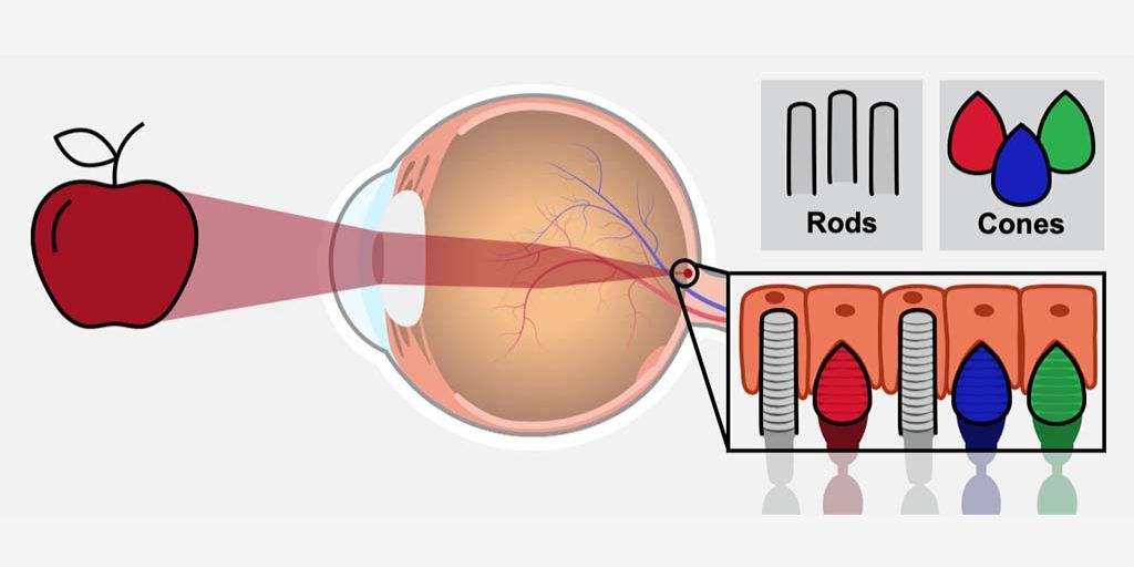 Rods And Cones Color Vision